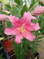 [5335 Monferrato VH No02.JPG]